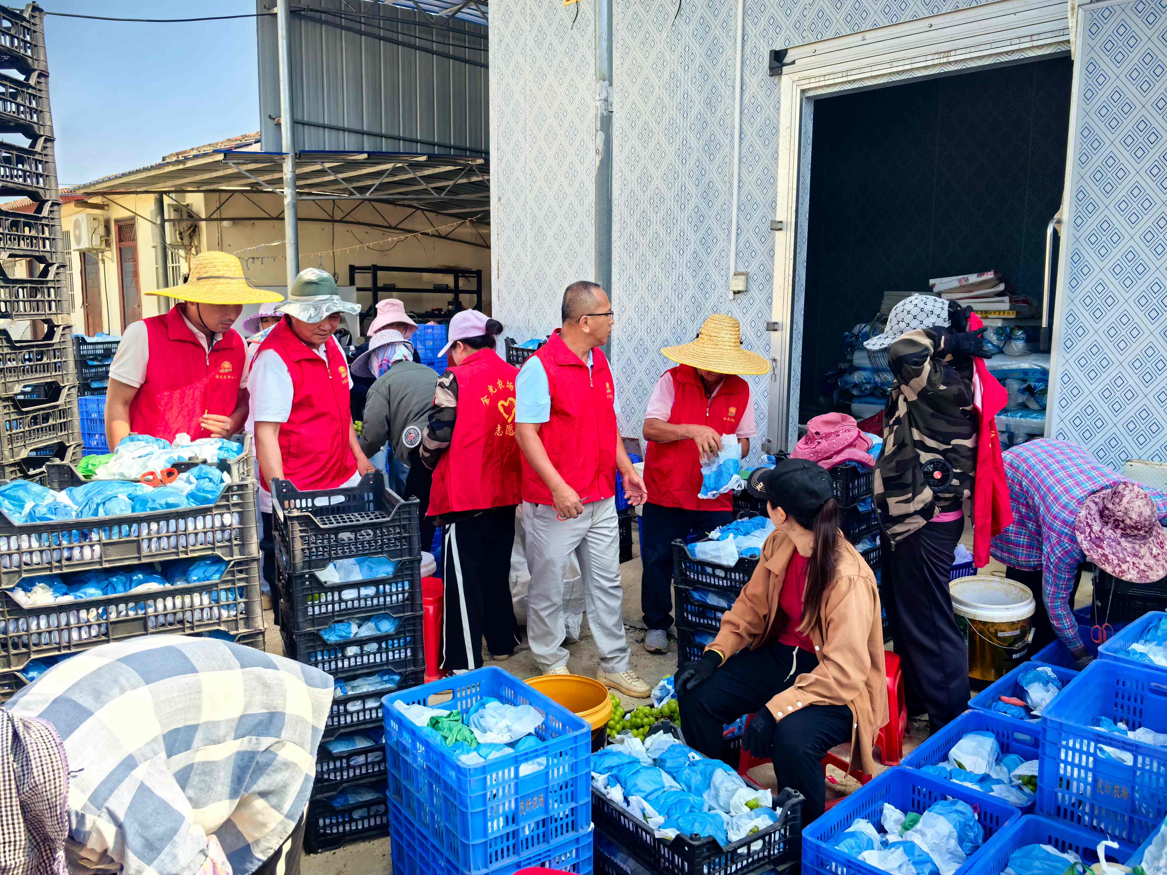 500亩基地大丰收∣良圻阳光玫瑰葡萄发车东南亚